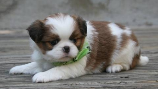 Brown white Japanese Chin dog pictures.PNG
