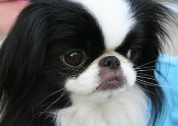 Close up picture of Japanese Chin pup.PNG
