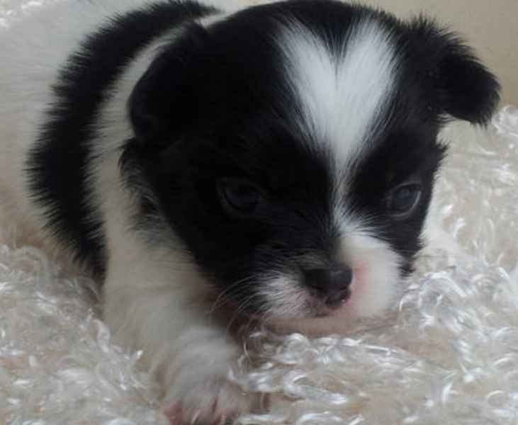 Cute pup photo of Japanese Chin in white black.PNG
