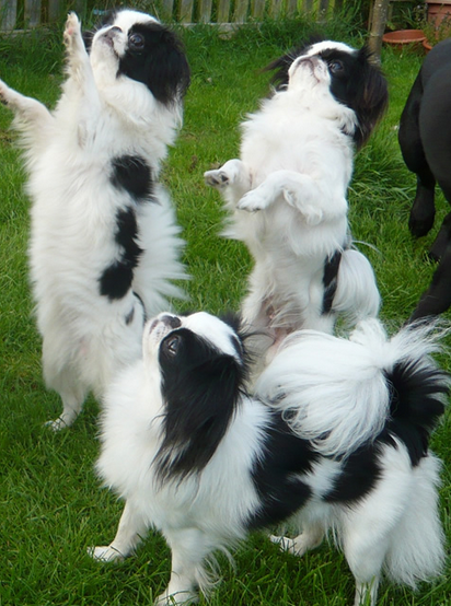 Dancing dogs picture_Japanese Chin breeds in white and black.PNG
