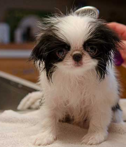 Image of Japanese Chin in black white.PNG

