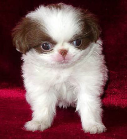 Japanese Chin in white and dark patterns.PNG
