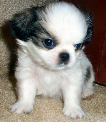 Japanese Chin pup in three toned colors.PNG
