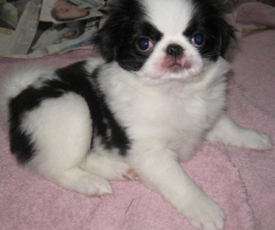 Japanese dogs pictures_Japanese Chin.PNG
