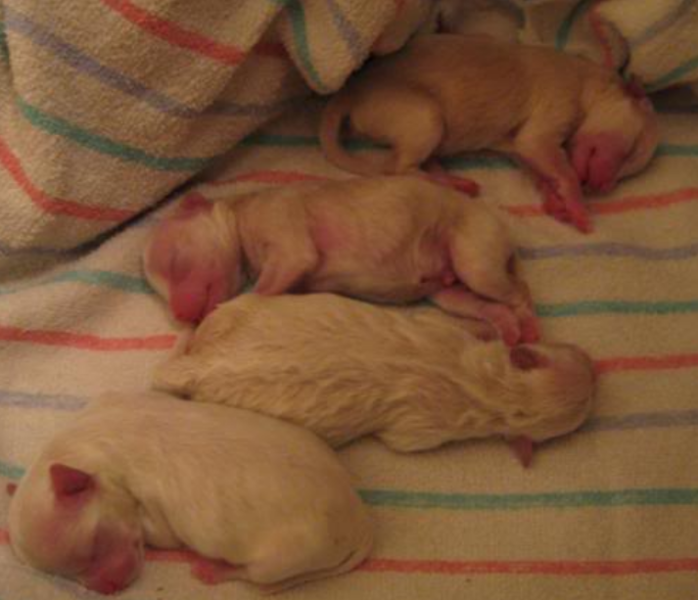Newborn Japanese Chin puppies.PNG

