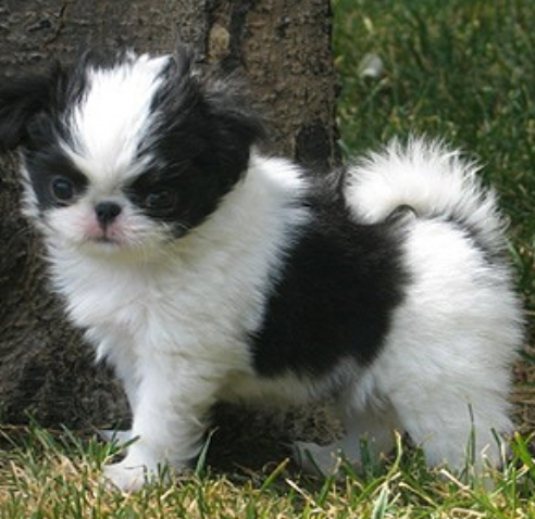 Picturef of Japanese chin dogs.PNG
