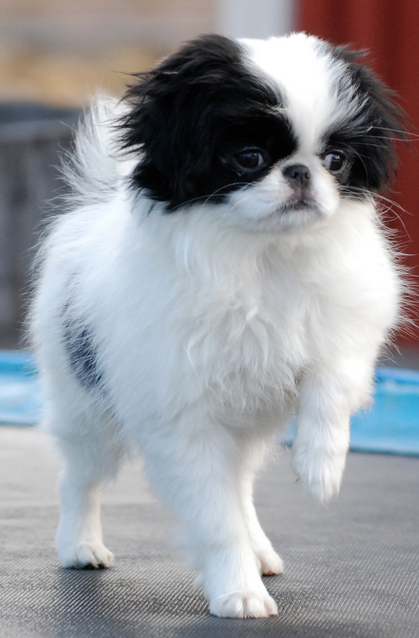 Pretty Japanese Chin puppy dancing.PNG

