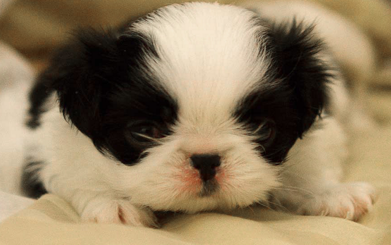 Super cute puppy pictures_Japanese chin pup.PNG
