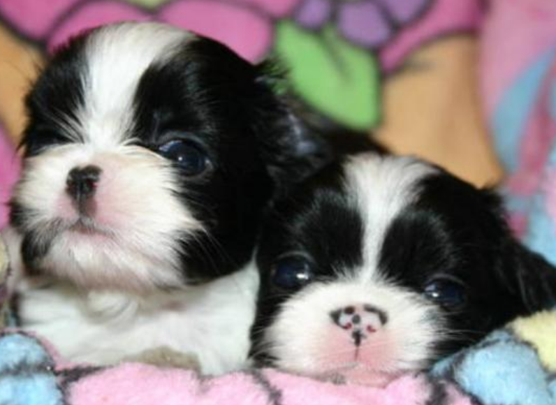 Two young Japanese Chin puppies photo in white black.PNG
