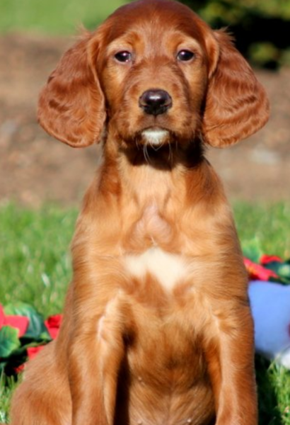 Puppy post pictures of a Irish Setter puppy in tan.PNG
