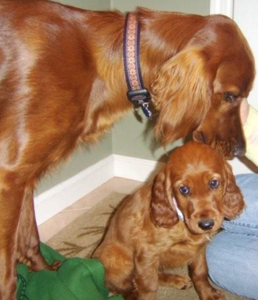 Irish Setter dog licking cleaning her pup_adorable dog pictures.PNG
