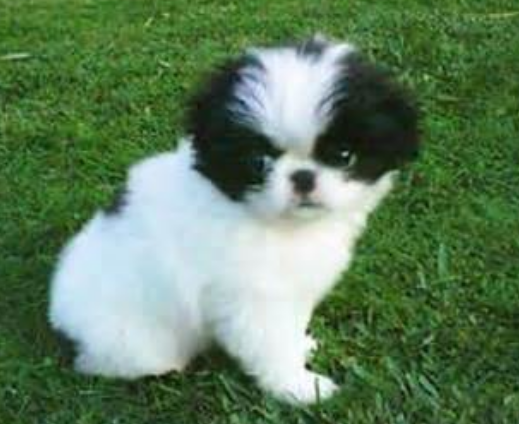White Japanese Chin puppy with black patterns on its face standing on the grass.PNG
