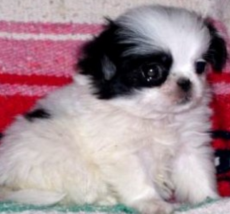 Chuggy looking puppy picture of a Japanese Chin puppy in black and white.PNG
