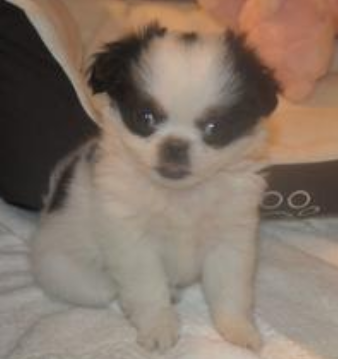 White black Japanese Chin puppy images - Copy.PNG
