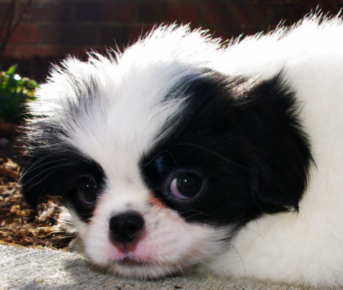 Adorable dog pictures of Japanese Chin puppy.PNG
