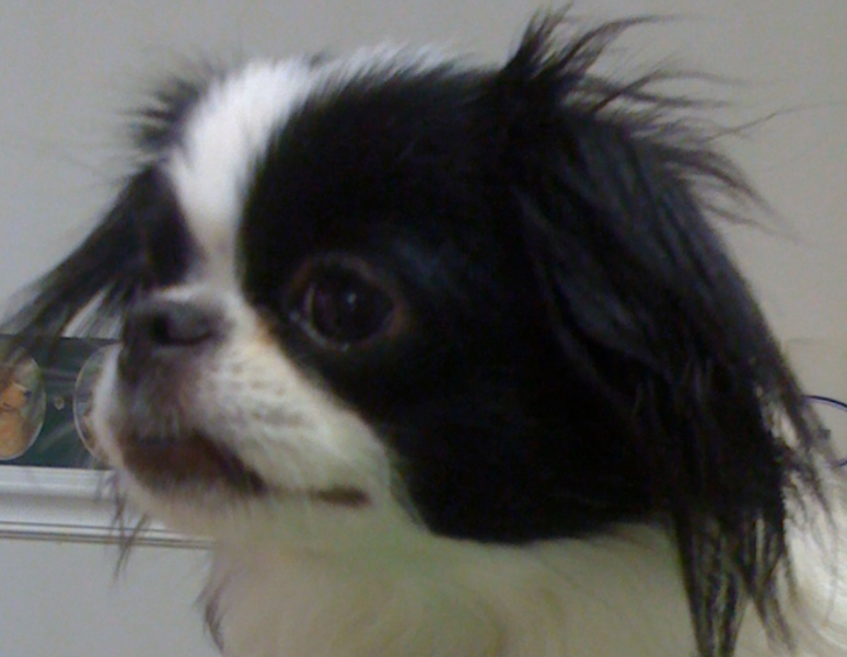 Close up picture of dog face with Japanese Chin puppy with black ears.PNG
