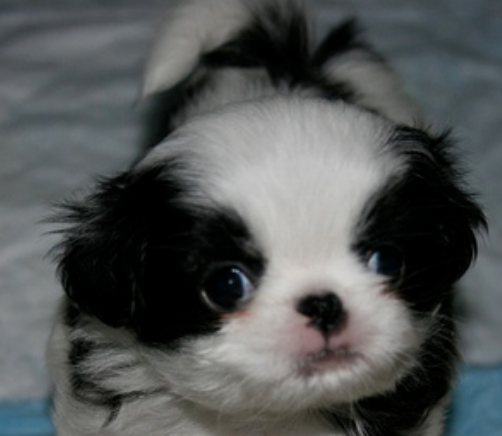 Adorable puppy picture of Japanese Chin dog in white and black.PNG

