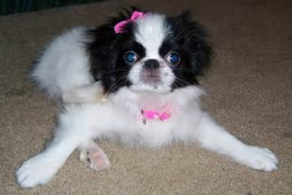 Cute puppy photo of Japanese Chin dog.PNG
