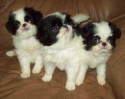 Japanese Chin puppies pictures.PNG
