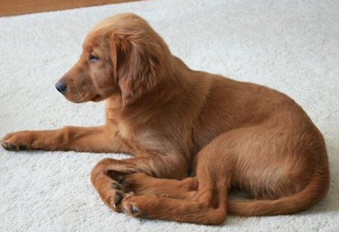 Short Hair Puppy Picture Of A Irish Setter Puppy Png