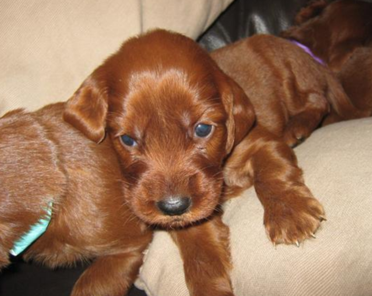 Young tan dogs photos of Irish Setter puppies.PNG
