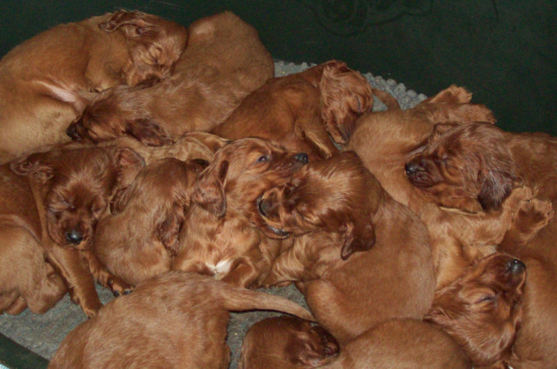 Irish Setter breeds pictures.PNG
