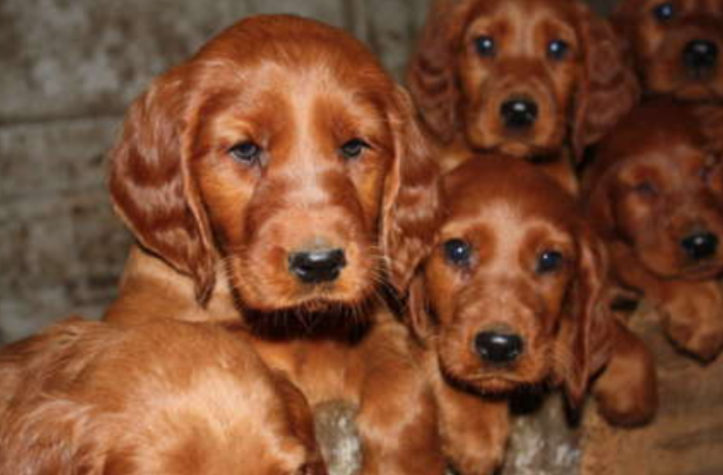 Long ear dogs pictures of Irish Setter pups.PNG

