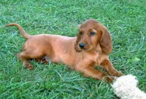 Playful puppy pictures of a Irish Setter dog on the grass.PNG
