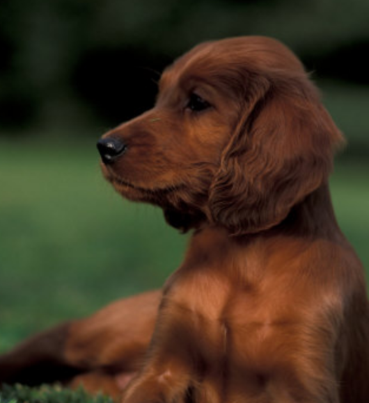 Beautiful tan dog picture of Irish Setter Puppy laying on the grass chilling out.PNG
