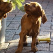 Irish Setter breeds pictures_tan dogs.PNG
