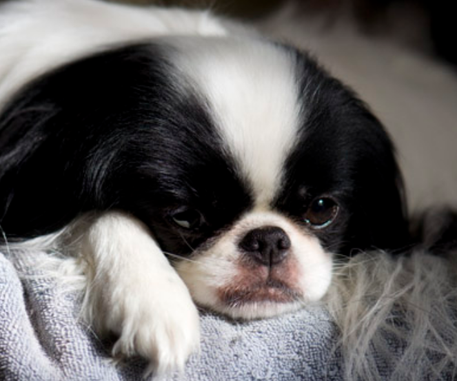 Sleeping Japanese Chin Puppy in white and black.PNG
