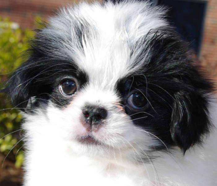 Young Japanese Chin Puppy images.PNG
