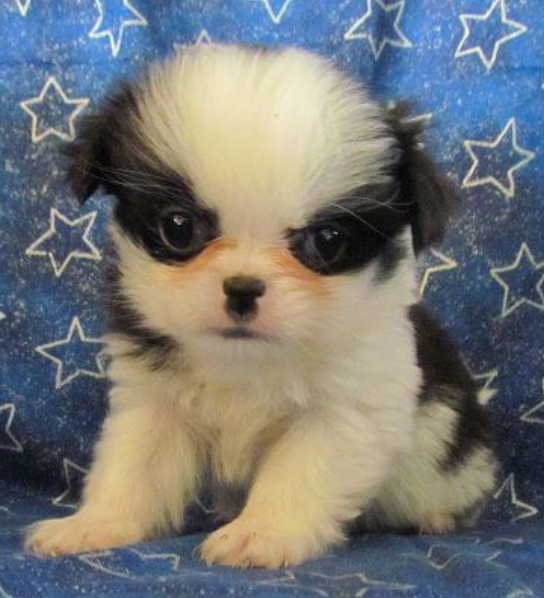 Cute young dog pictures of Japanese Chin Puppy.PNG
