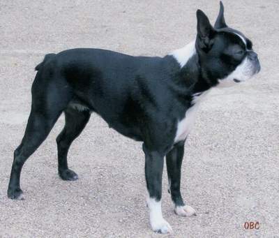 Boston  Terrier in black with white spots
