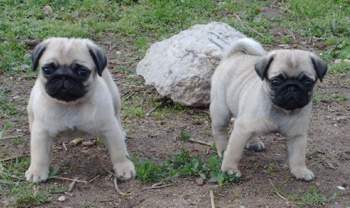 pug puppies_two
