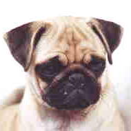 pug puppy_black and tan colors at face
