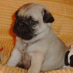 pug puppy_black and tan
