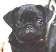 pug puppy_totally black
