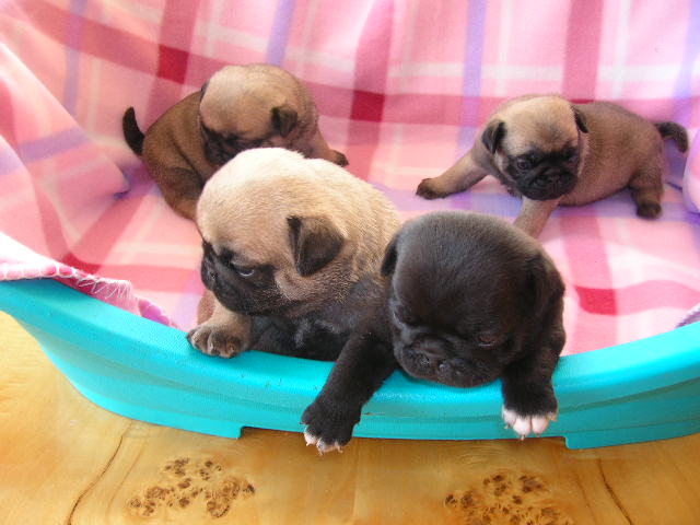 pug pups in group
