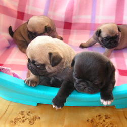 pug pups in group
