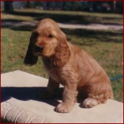 Cocker Spaniel pup
