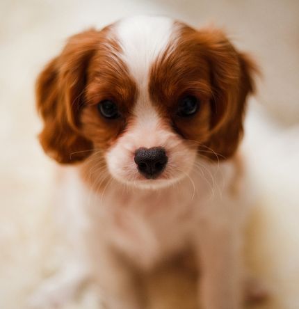 Cocker Spaniel puppy in tan and white
