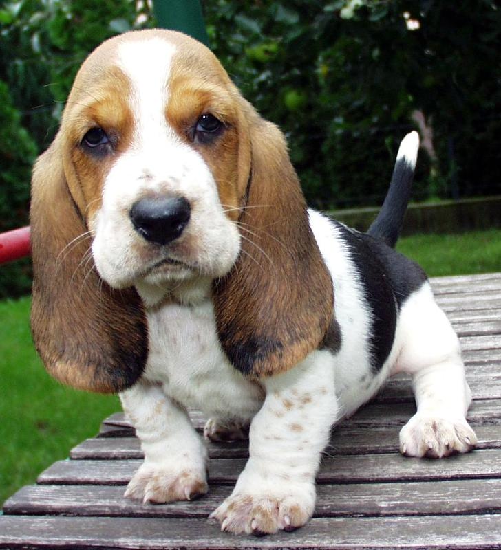 basset pup in tan, white and black.jpg

