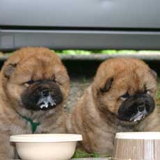Chow Chow puppies

