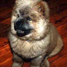 Chow Chow puppy
