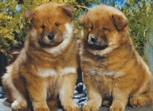 Chow Chow pups
