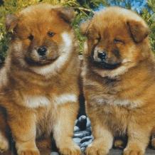 Chow Chow pups
