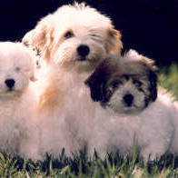 coton puppies.jpg
