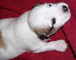 Coton puppy.jpg
