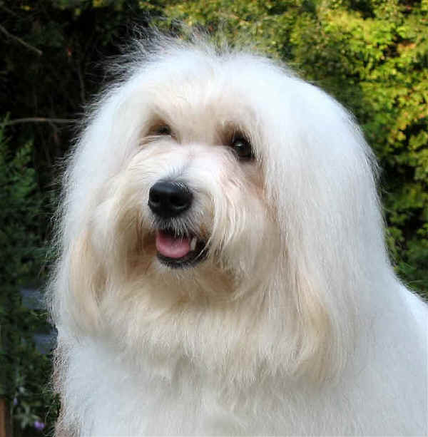 coton with very long hair.jpg
